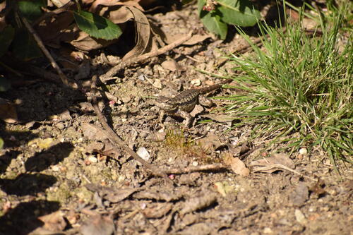 iNaturalist observation photo of Western Fence Lizard