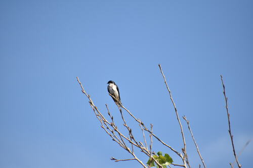 iNaturalist observation photo of Tree Swallow