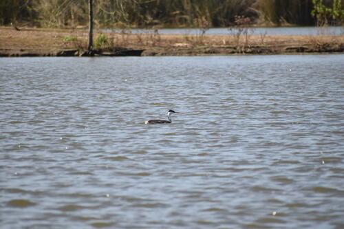 iNaturalist observation photo of Western Grebe