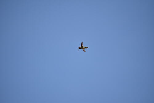 iNaturalist observation photo of Anna's Hummingbird