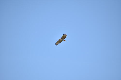 iNaturalist observation photo of Red-tailed Hawk