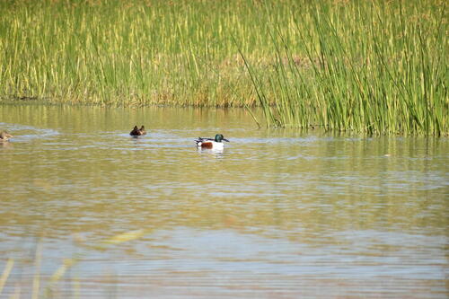 iNaturalist observation photo of Northern Shoveler