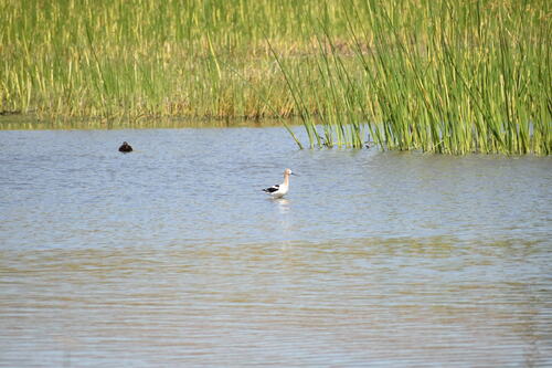 iNaturalist observation photo of American Avocet