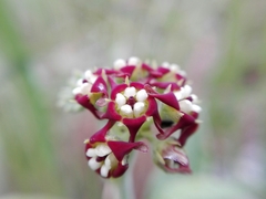 Oxypetalum arnottianum