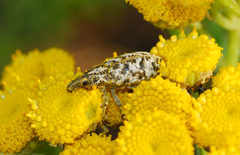 Cyphocleonus dealbatus