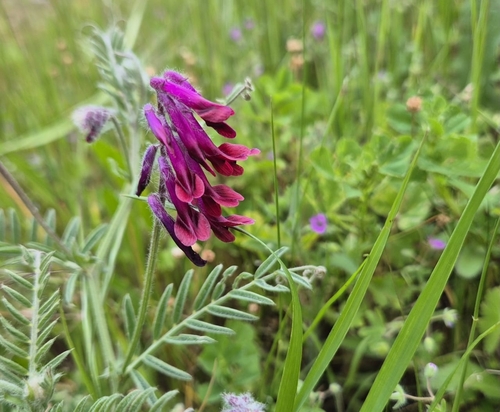 Vicia benghalensis iNat (3)