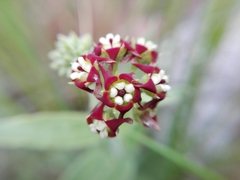 Oxypetalum arnottianum