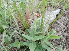 Oxypetalum arnottianum