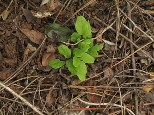 pilpil (Boquila trifoliolata)
