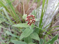 Oxypetalum arnottianum