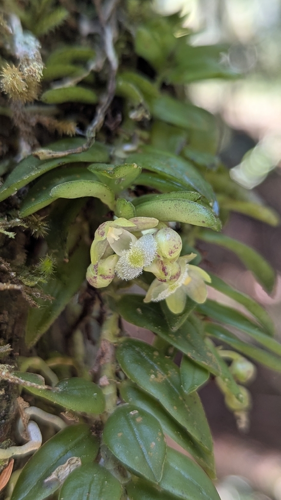 Gastrochilus matsudae