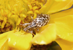 Cyphocleonus dealbatus