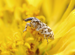 Cyphocleonus dealbatus