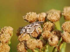Cyphocleonus dealbatus