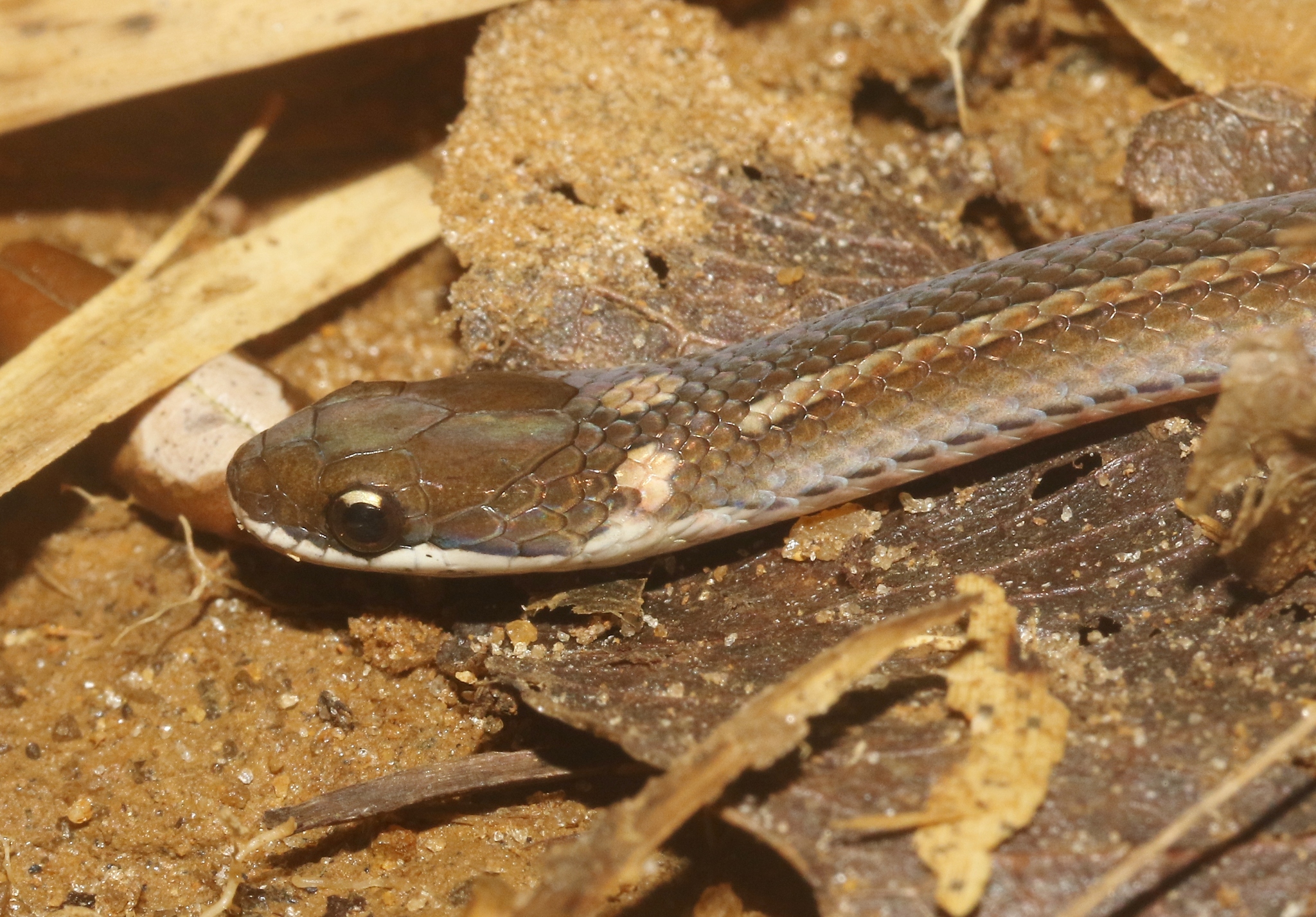 Slender Smooth Snake photo 3
