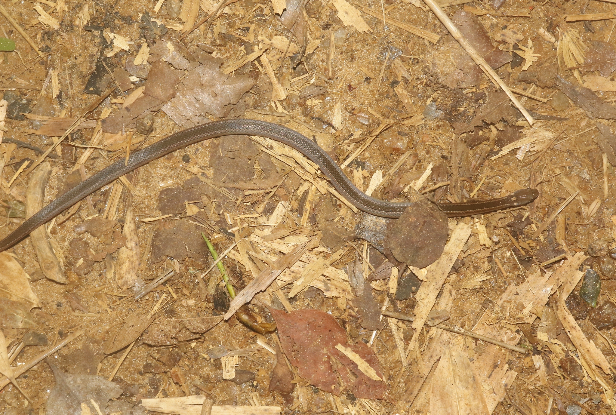 Slender Smooth Snake photo 5
