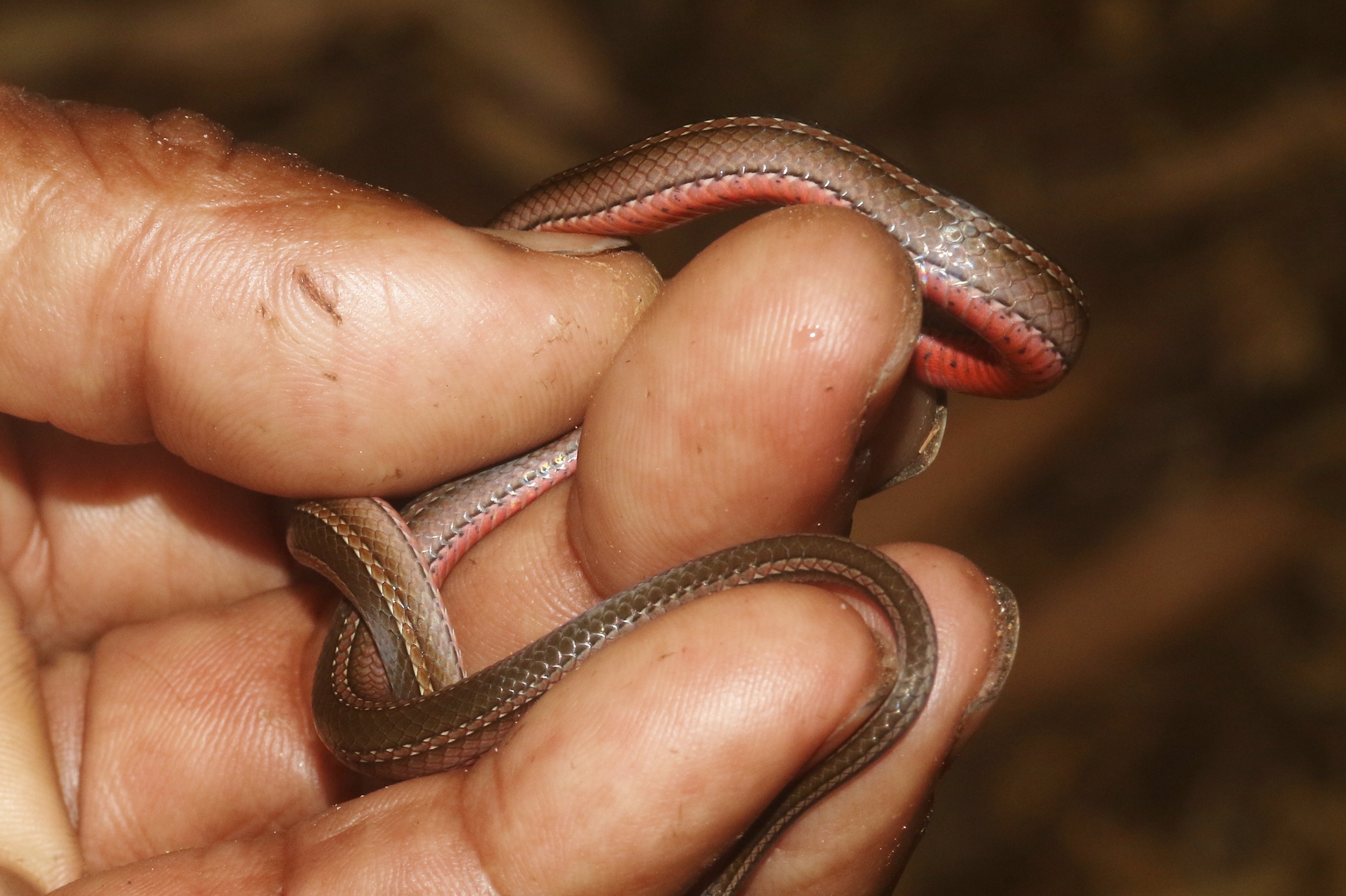 Slender Smooth Snake photo 4