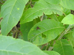 Rhynchopyga meisteri