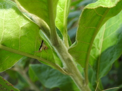 Diedrocephala variegata