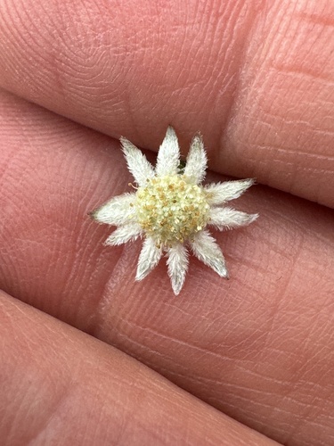 Actinotus minor observed 2026-01-15