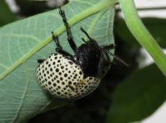 Doryphora punctatissima