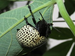 Doryphora punctatissima