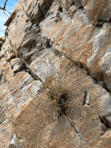 Wasatch fleabane (Erigeron arenarioides)
