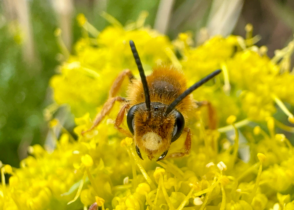Prunus Miner Bee