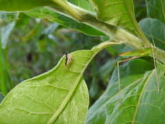 Diedrocephala variegata