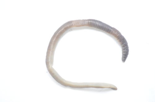 Black-headed Earthworm