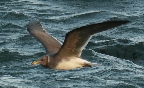 iNaturalist image