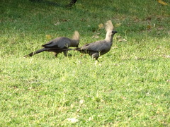 Corythaixoides concolor pallidiceps