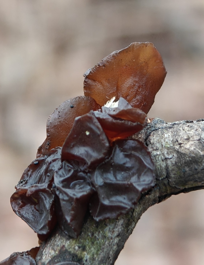 Exidia crenata · March 2026 · photo: © markjones6 (iNaturalist, cc0)