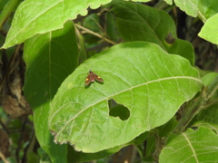 Rhynchopyga meisteri