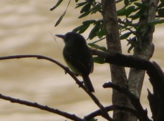 Todirostrum maculatum