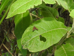 Rhynchopyga meisteri