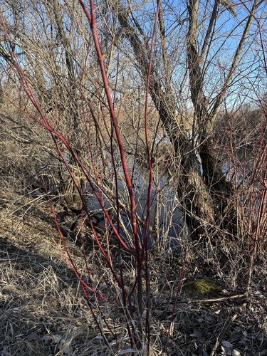 red osier dogwood