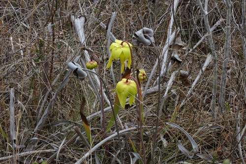 Yellow pitcherplant