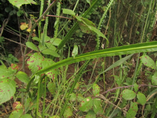 Baccharis sagittalis, photograph 5
