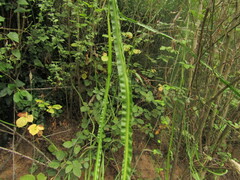 Baccharis sagittalis, photograph (c) Bruno Avilez, some rights reserved (CC BY)