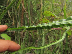 Baccharis sagittalis, photograph (c) Bruno Avilez, some rights reserved (CC BY)
