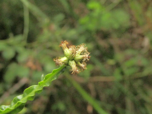 Baccharis sagittalis, photograph 1