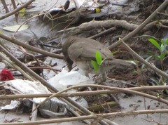 Turdus ignobilis debilis