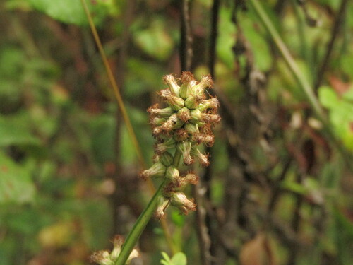 Baccharis sagittalis, photograph 2