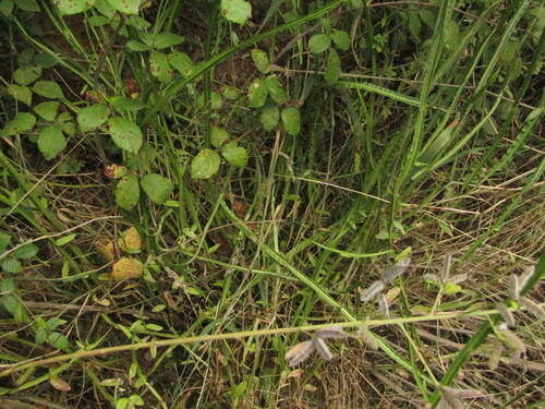 Baccharis sagittalis