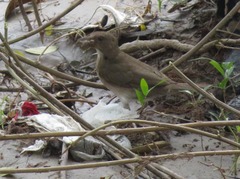 Turdus ignobilis debilis
