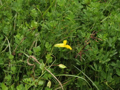 Erythranthe lutea