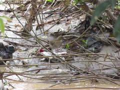 Turdus ignobilis debilis