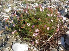 Chamaerhodos grandiflora