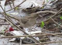 Turdus ignobilis debilis